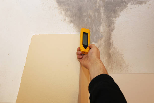 Mold Remediation for Rental Properties in Leland, MS