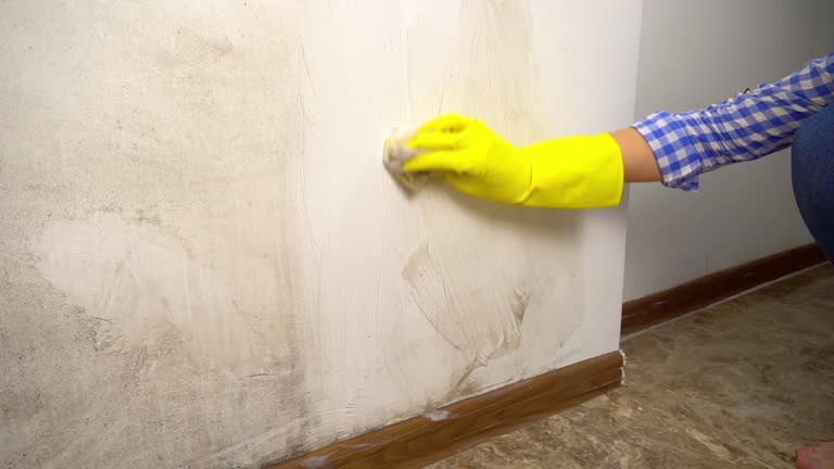 Reliable Leland, MS Mold Inspection, Removal & Remediation Solutions